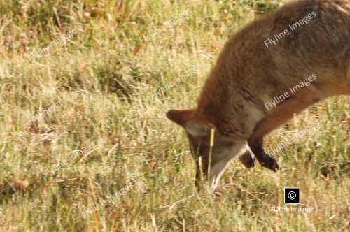 Coyotes Hunting For Food, Yellowstone National Park, Lamar Valley