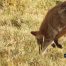 Coyotes Hunting For Food, Yellowstone National Park, Lamar Valley