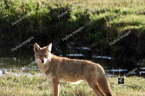 Coyote, Lamar Valley, Yellowstone National Park