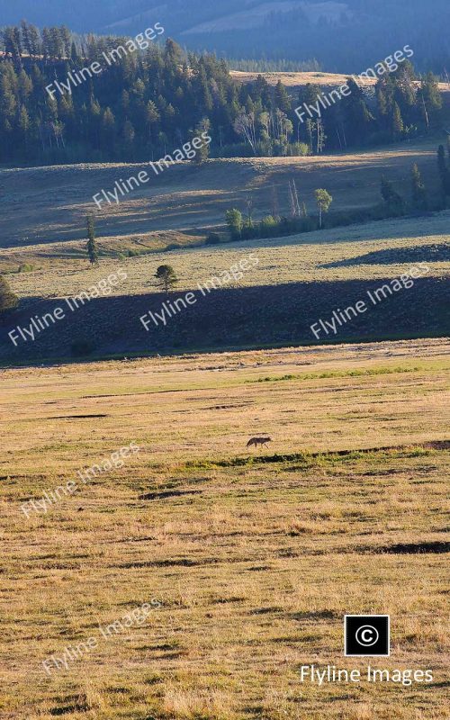 Coyotes