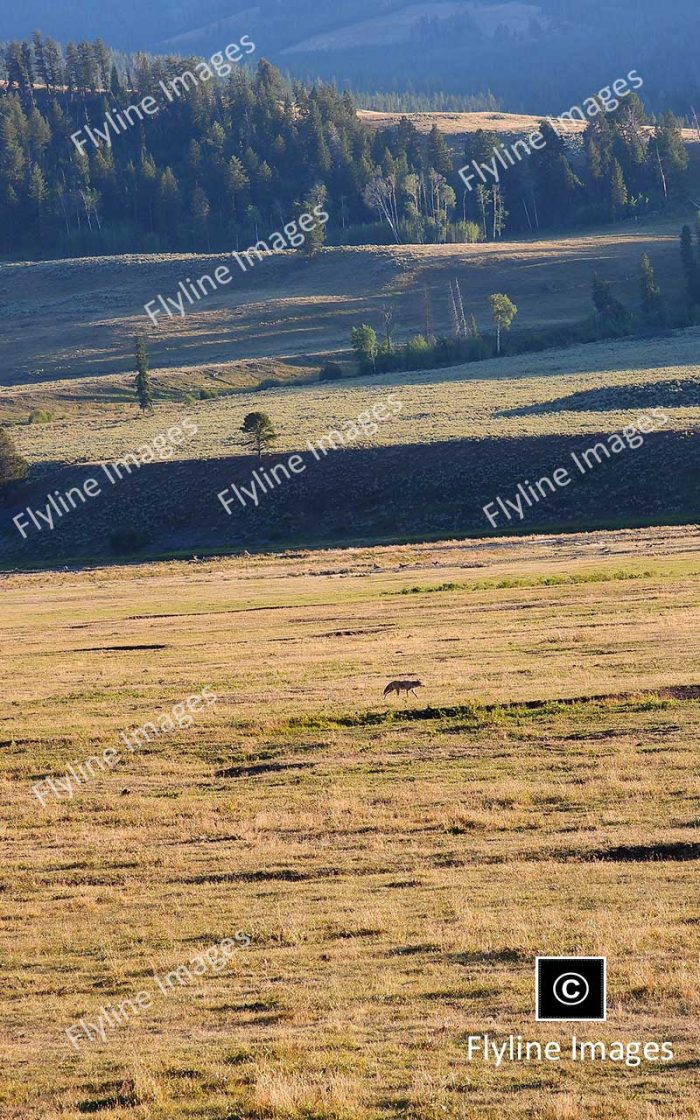 Coyotes