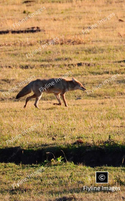 Coyotes, Coyotes In Yellowstone National Park