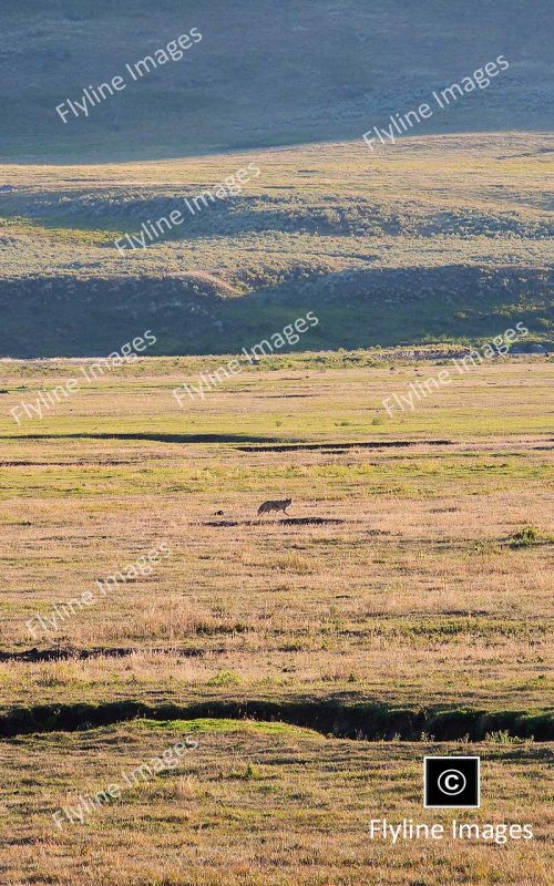 Coyote, Lamar Valley Yellowstone National Park