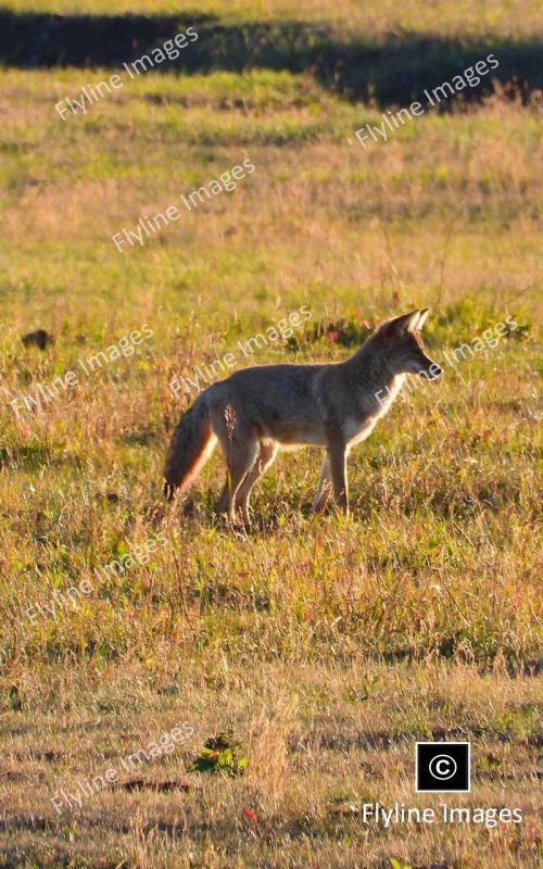 Coyote, Yellowstone