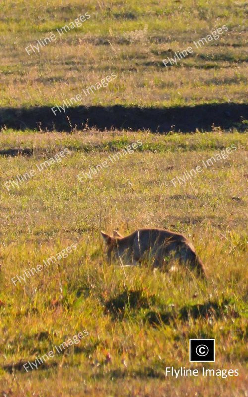 Coyote, Lamar Valley, Yellowstone Coyotes