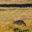 Coyote, Lamar Valley, Yellowstone Coyotes