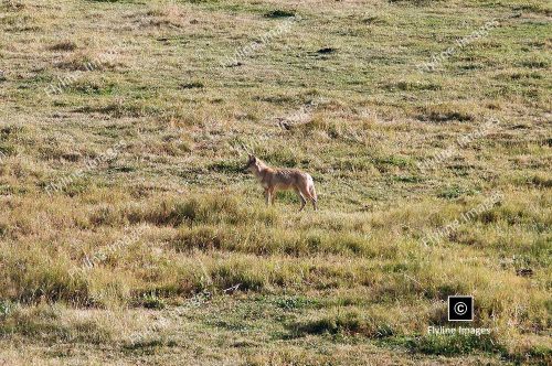 Coyotes, Yellowstone National Park