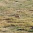 Coyotes, Yellowstone National Park