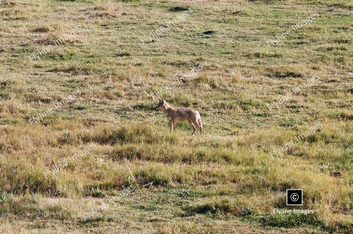 Coyotes, Yellowstone National Park