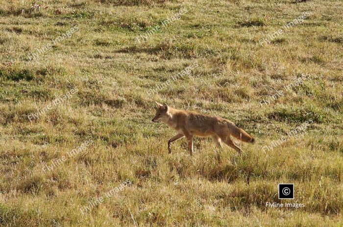 Coyote, Coyotes, Yellowstone National Park