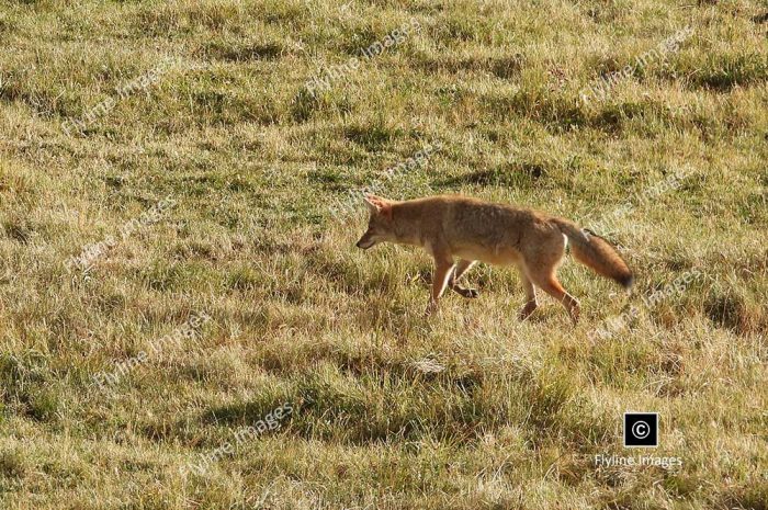 Coyote Searching For Food