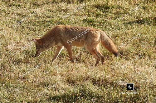 Coyote, Coyotes