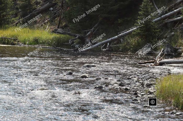 Firehole River