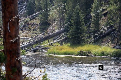 Firehole River