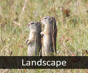 Ground Squirrels