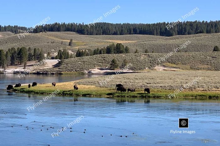 Hayden Valley, Yellowstone National Park