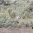 Honey Badger, Lamar Valley Trail