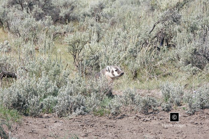 Honey Badger, Lamar Valley Trail