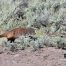 Honey Badger, Lamar Valley Trail