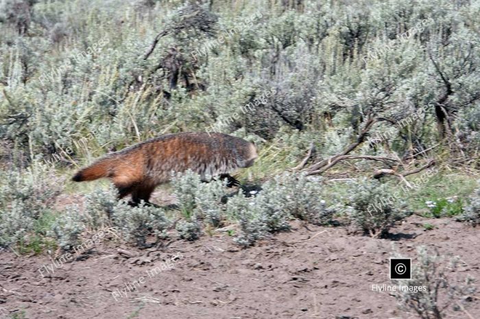 Honey Badger, Lamar Valley Trail