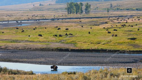 Buffalo, Antelope, Lamar Valley