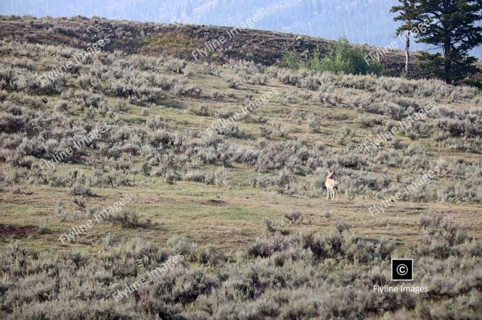 Lamar Valley Trail, Antelope, Yellowstone