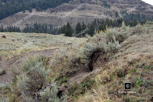 Lamar Valley Trail, Badger Holes