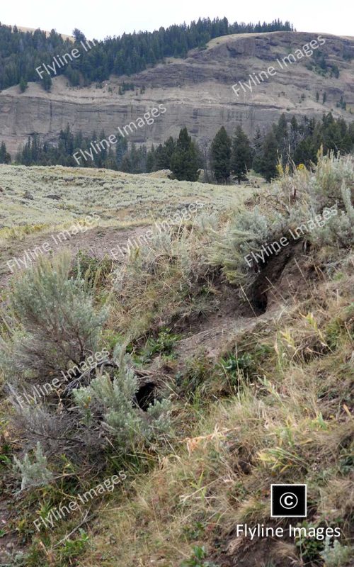 Badger Holes, Lamar Valley Trail, Yellowstone