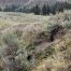 Badger Holes, Lamar Valley Trail, Yellowstone