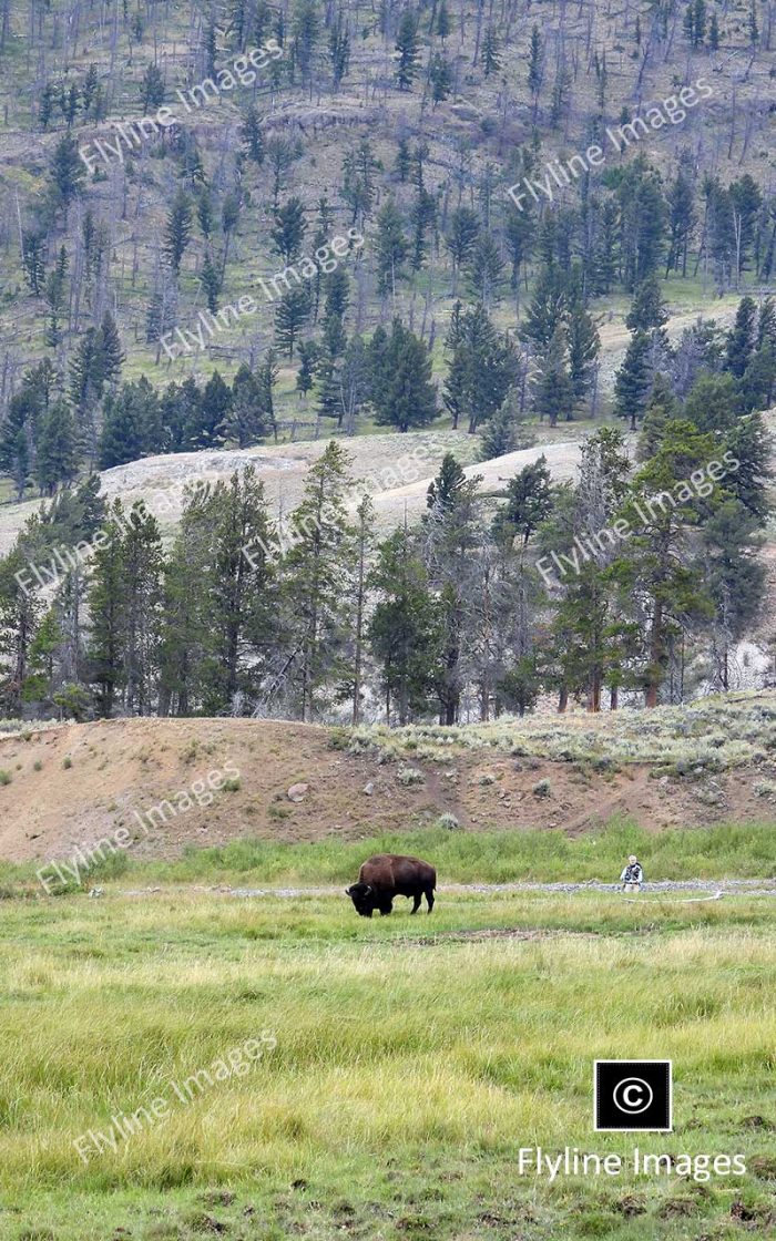 Buffalo, Lamar Valley Trail