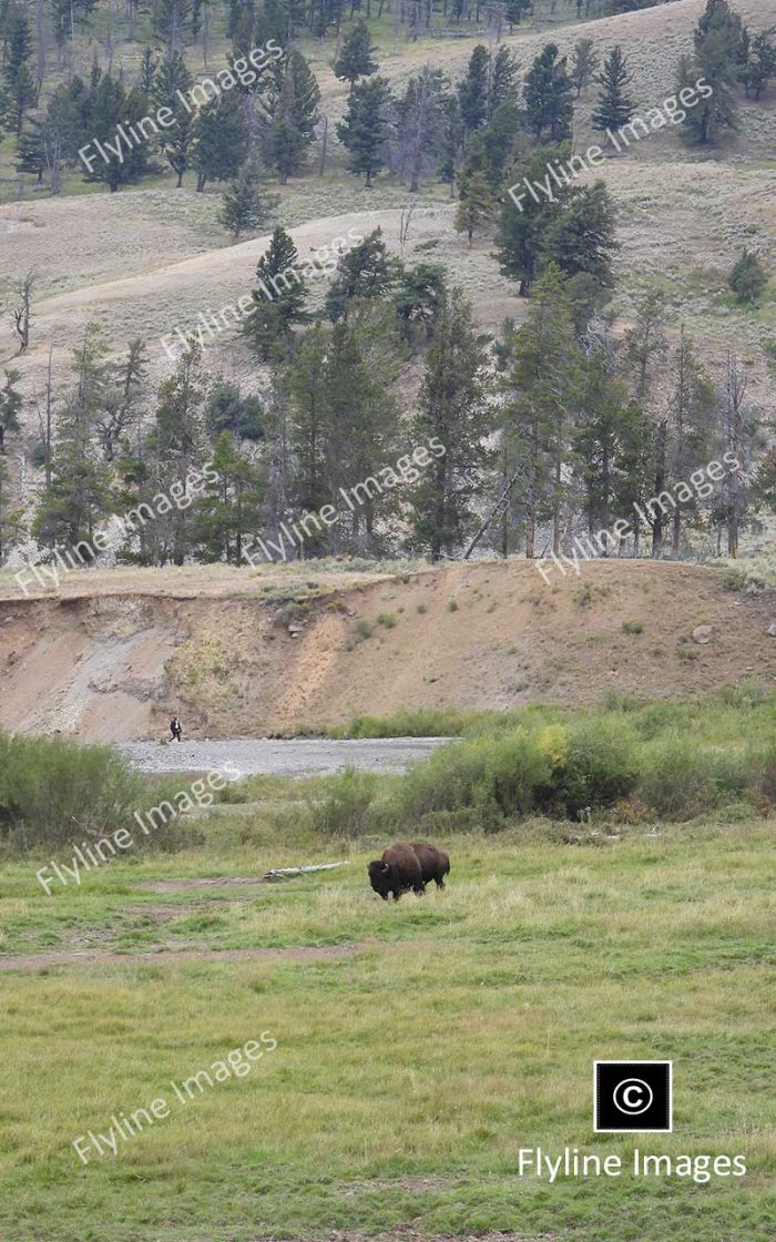 Buffalo, Lamar Valley Trail, Yellowstone National Park