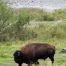 Lamar Valley Trail, Buffalo, Yellowstone