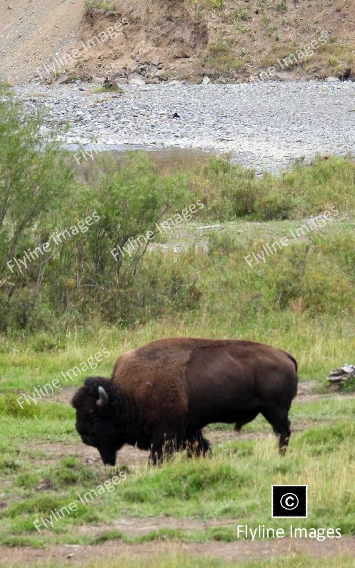 Lamar Valley Trail, Buffalo, Yellowstone