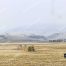 Lamar Valley Trail