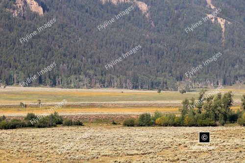 Lamar Valley Trail, Lamar River, Yellowstone