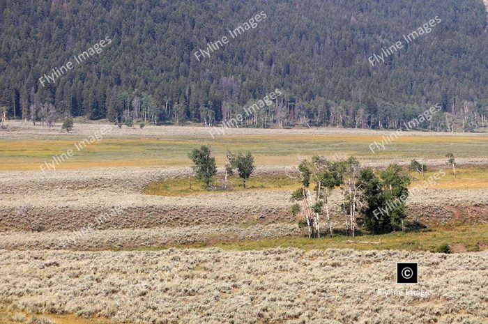 Lamar Valley Trail, Yellowstone National Park