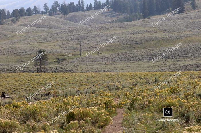 Lamar Valley Trail