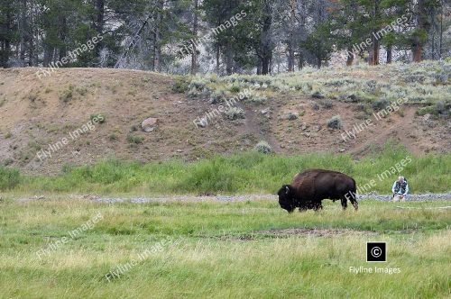 Lamar Valley Trail, Lamar Valley, Yellowstone