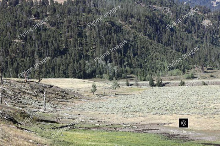 Lamar Valley