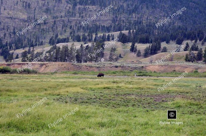 Lamar Valley Trail, Lamar Valley, Yellowstone