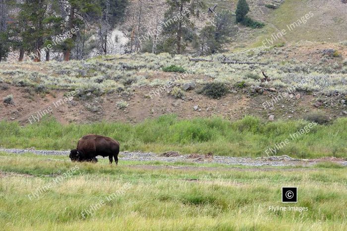 Lamar Valley Trail, Lamar Valley, Yellowstone