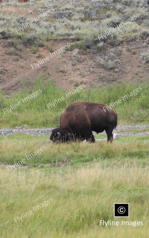 Buffalo, Lamar Valley Trail, Yellowstone National Park