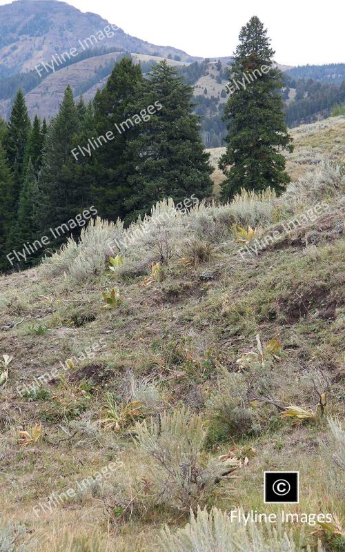 Lamar Valley Trail