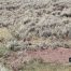 Lamar Valley Trail, Honey Badger, Yellowstone National Park