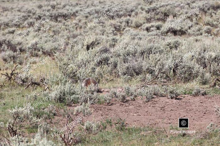 Lamar Valley Trail, Honey Badger, Yellowstone National Park