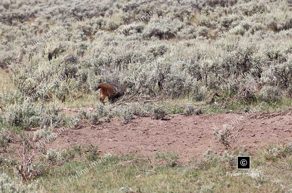 Honey Badger, Lamar Valley Trail, Yellowstone National Park