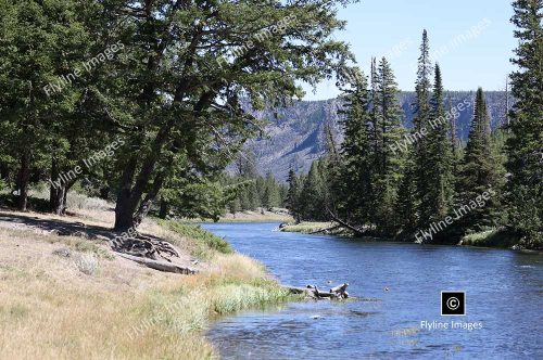 Madison River, Yellowstone National Park