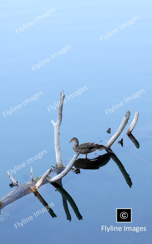 Mallard Duck, Trout Lake, Yellowstone National Park