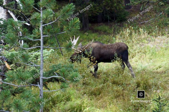 Moose, Yellowstone National Park