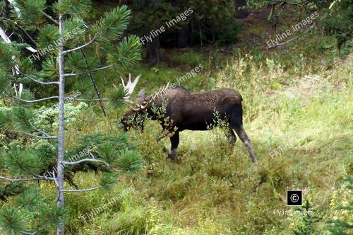 Moose, Bull Moose, Yellowstone National Park, Moose Rut
